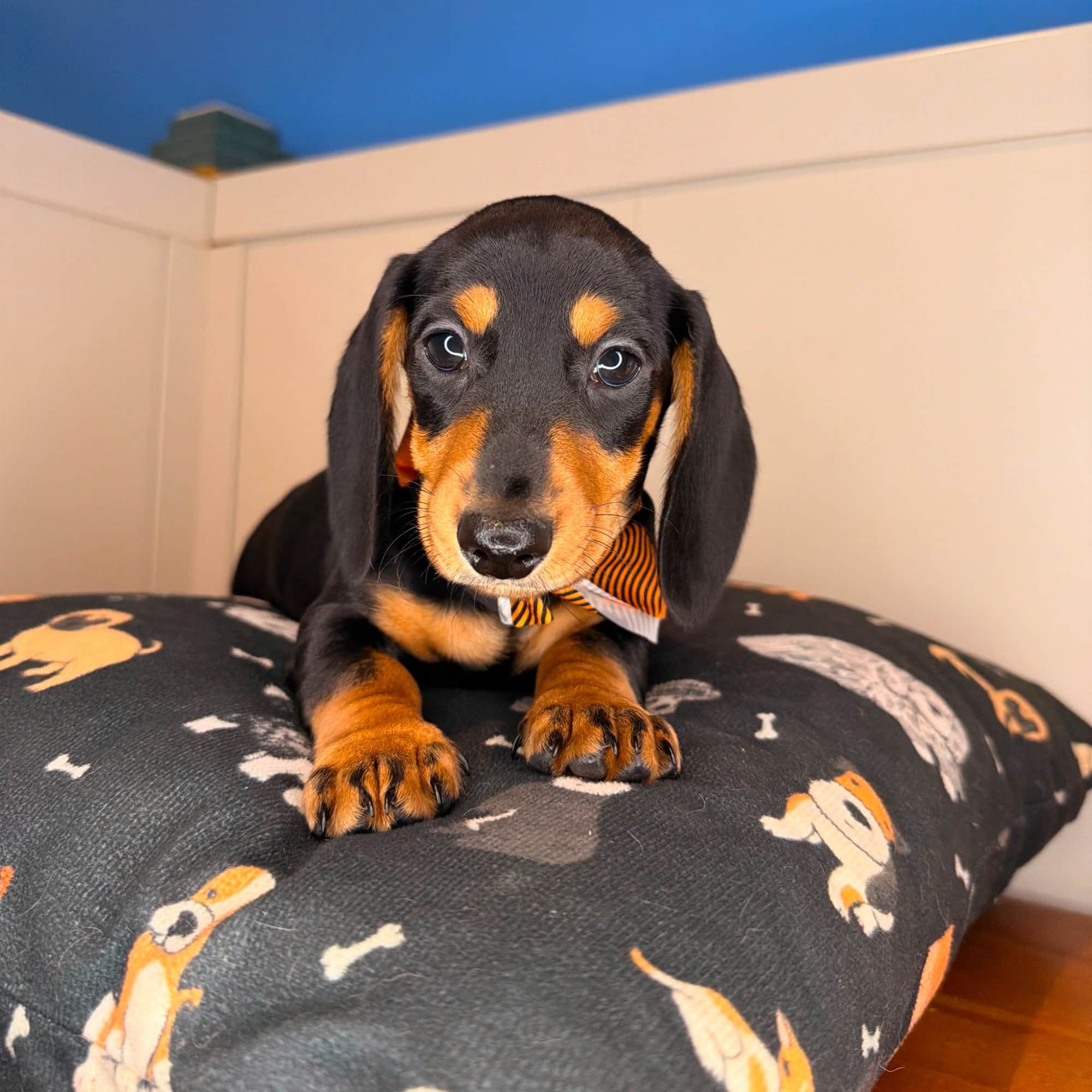 Bagel, Dachshund puppy