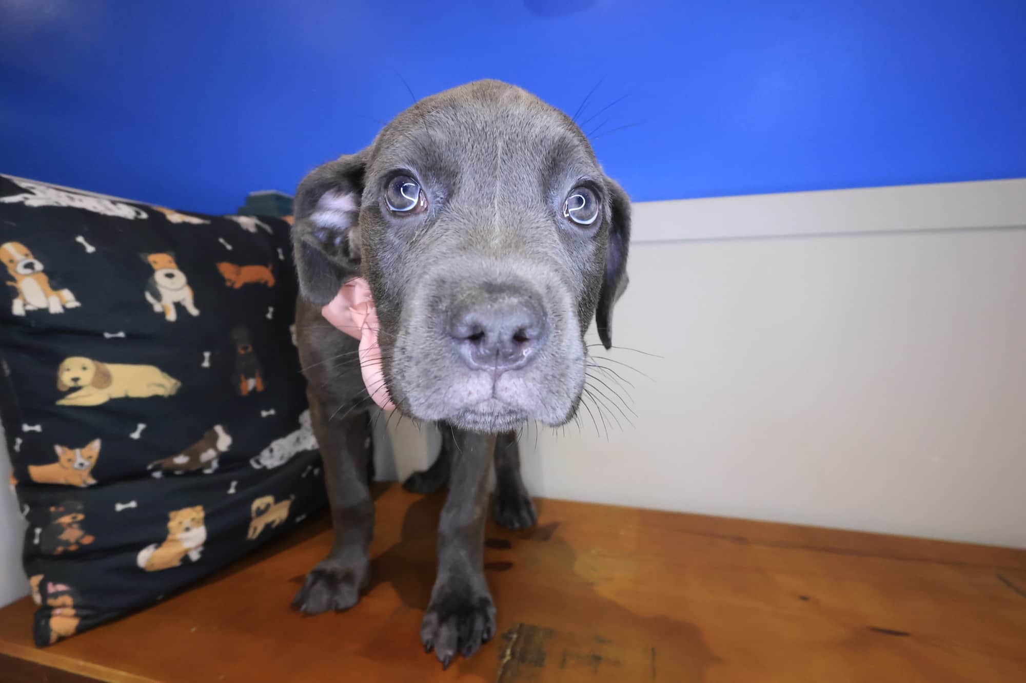 Cinderella, Cane Corso puppy
