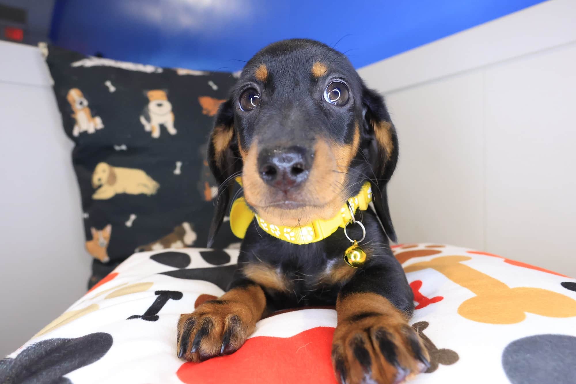 Snow, Dachshund puppy