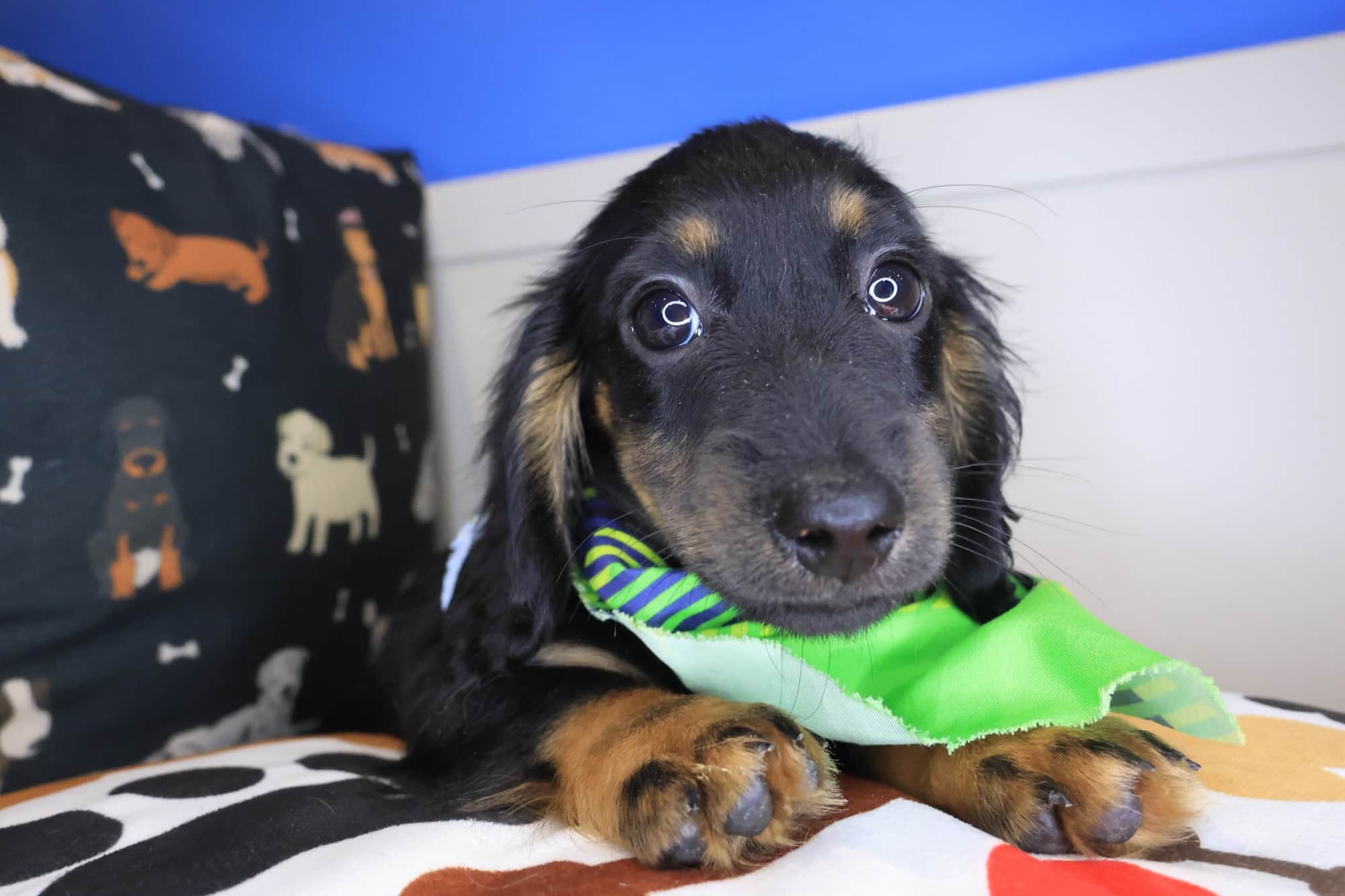 Percy, Dachshund puppy