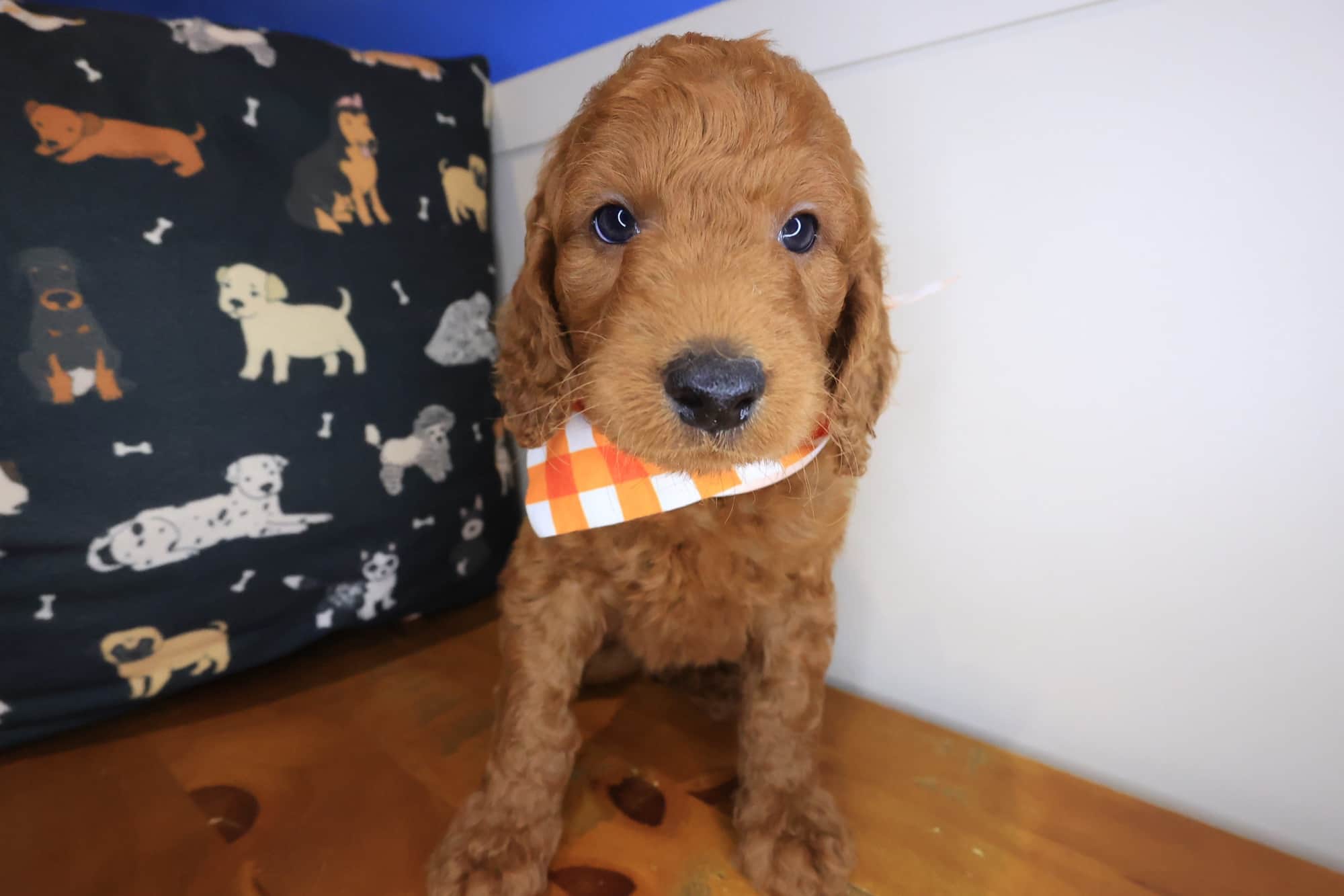 Winston, Goldendoodle puppy