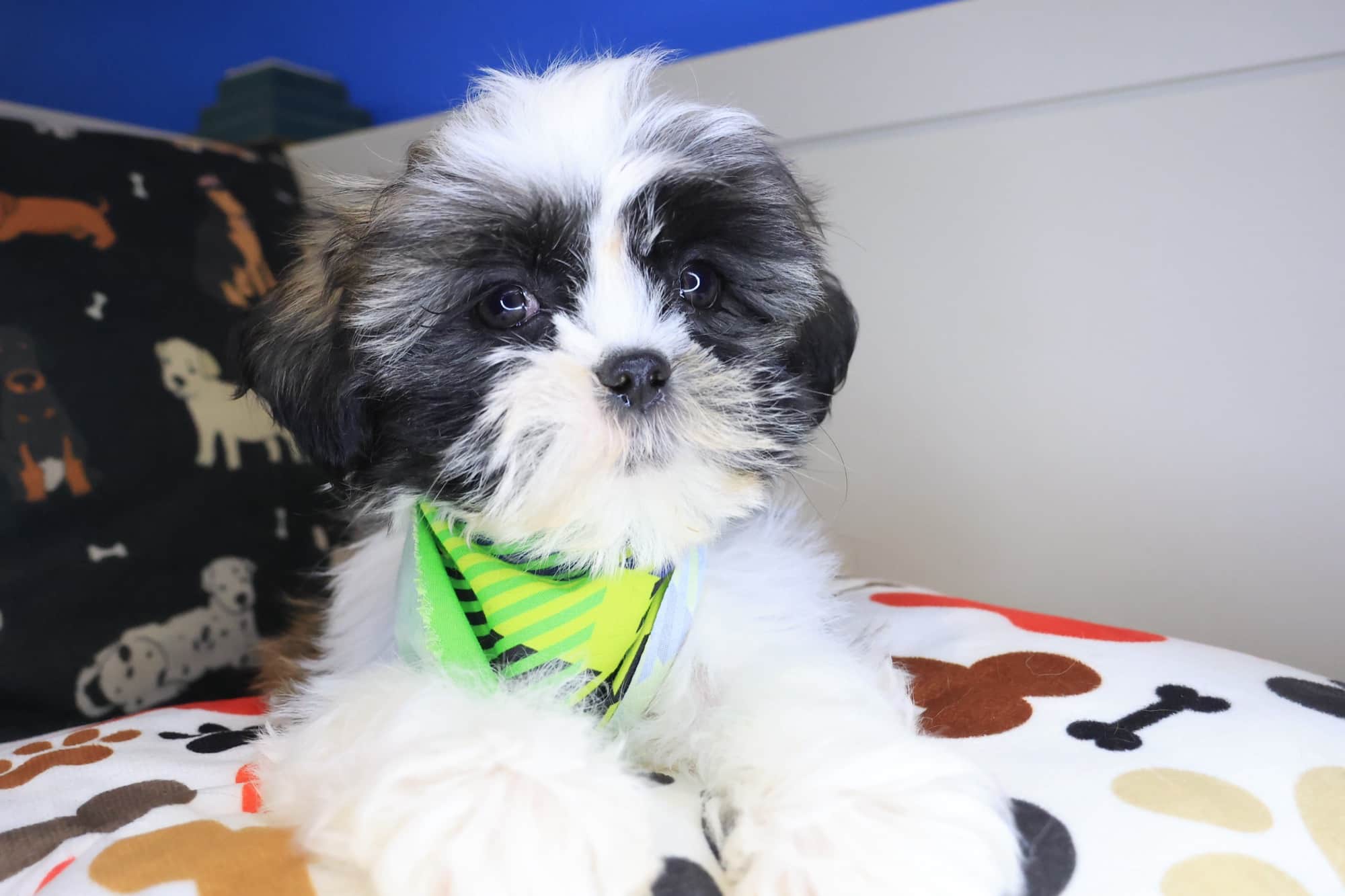 Kirby, Shih Tzu puppy