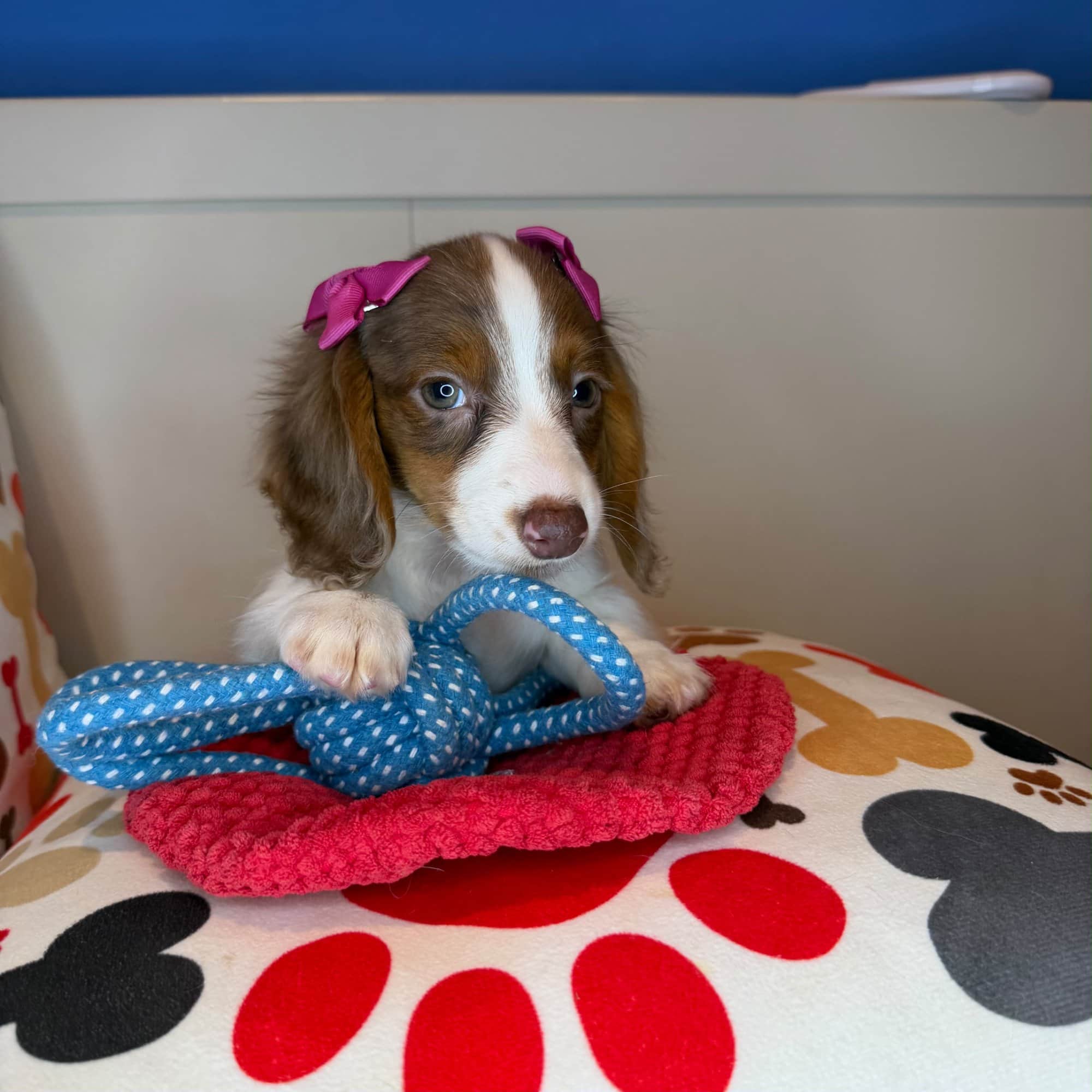 Luna, Dachshund puppy