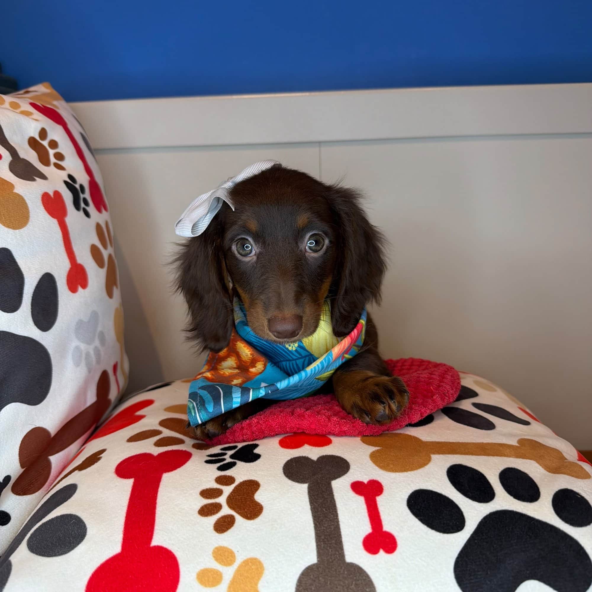 Aubrey, Dachshund puppy