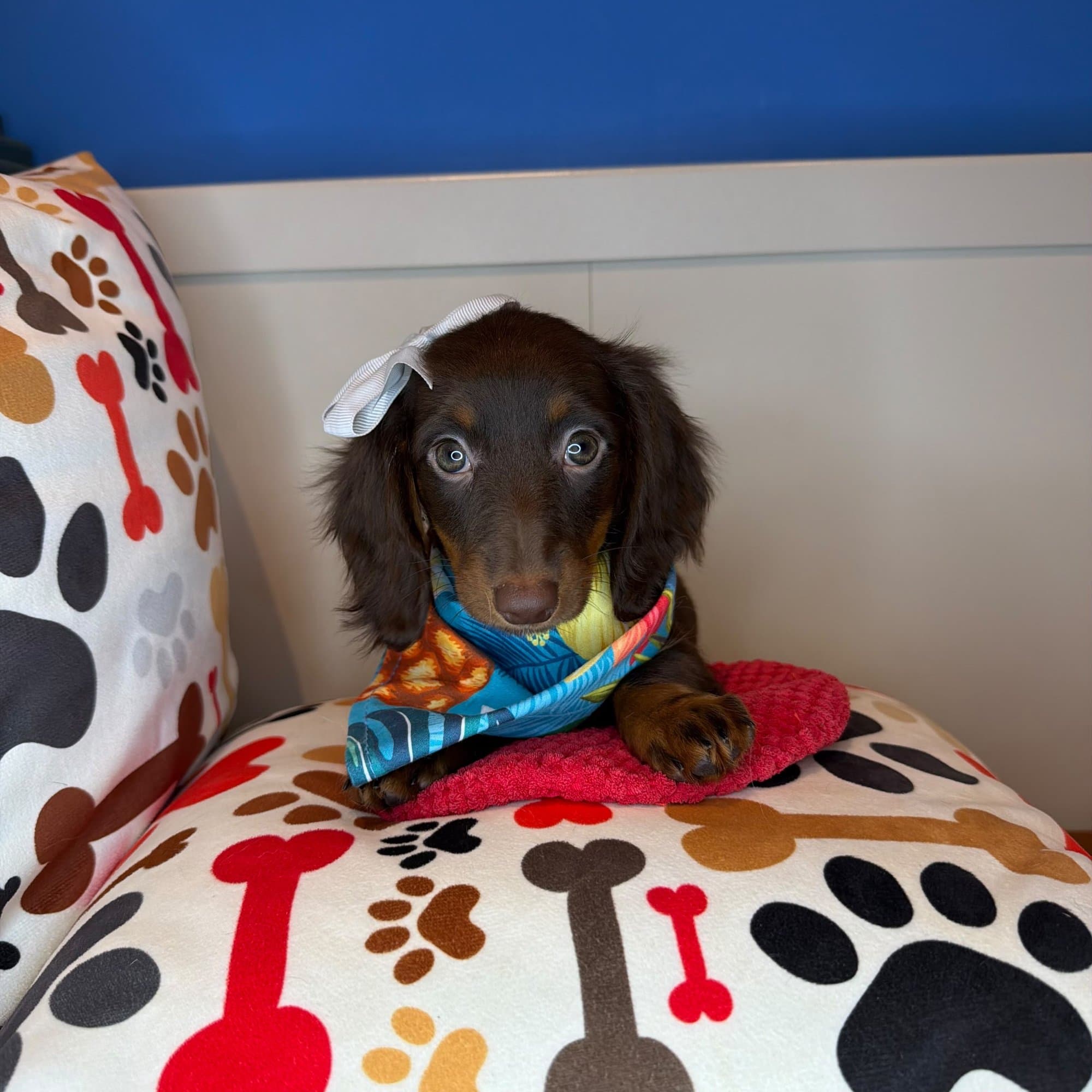 Aubrey, Dachshund puppy