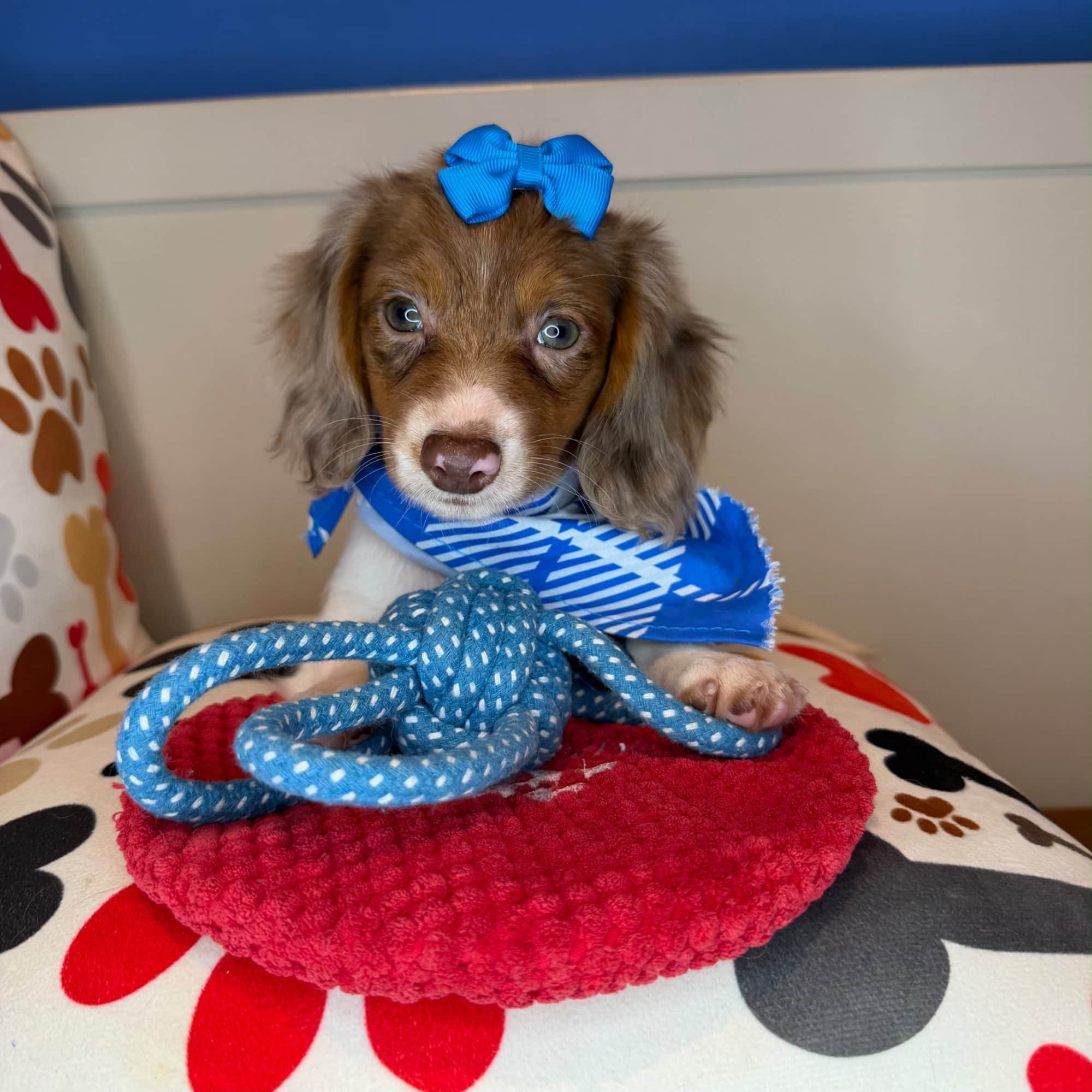 Ling, Dachshund puppy
