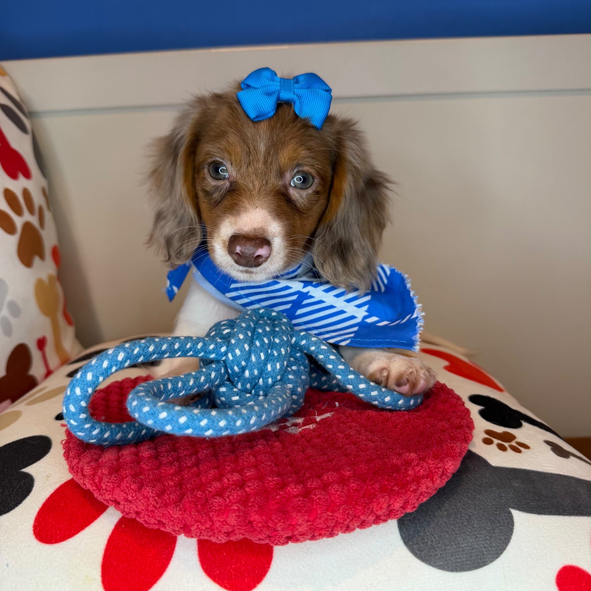 Ling, Dachshund puppy