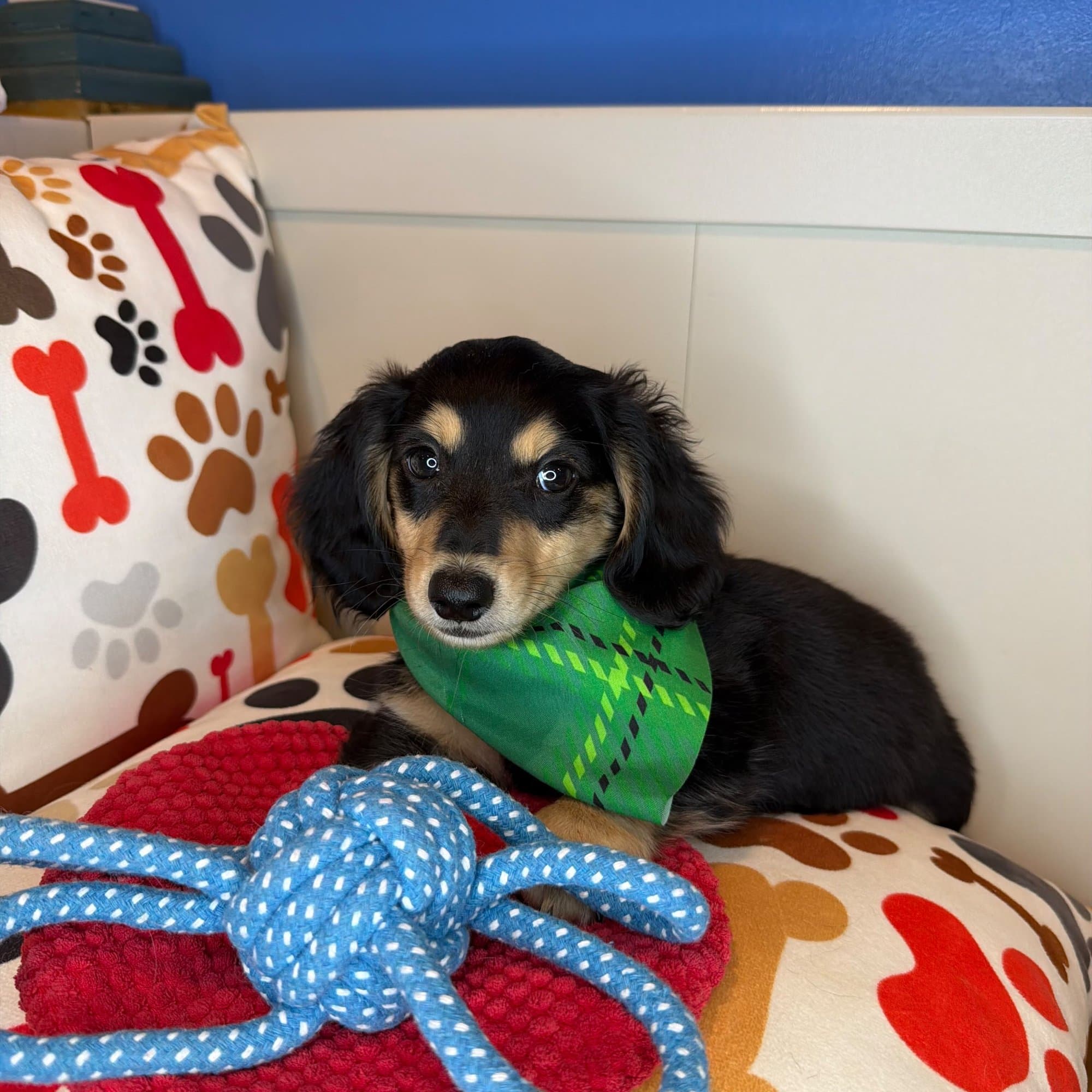 Crouton, Dachshund puppy