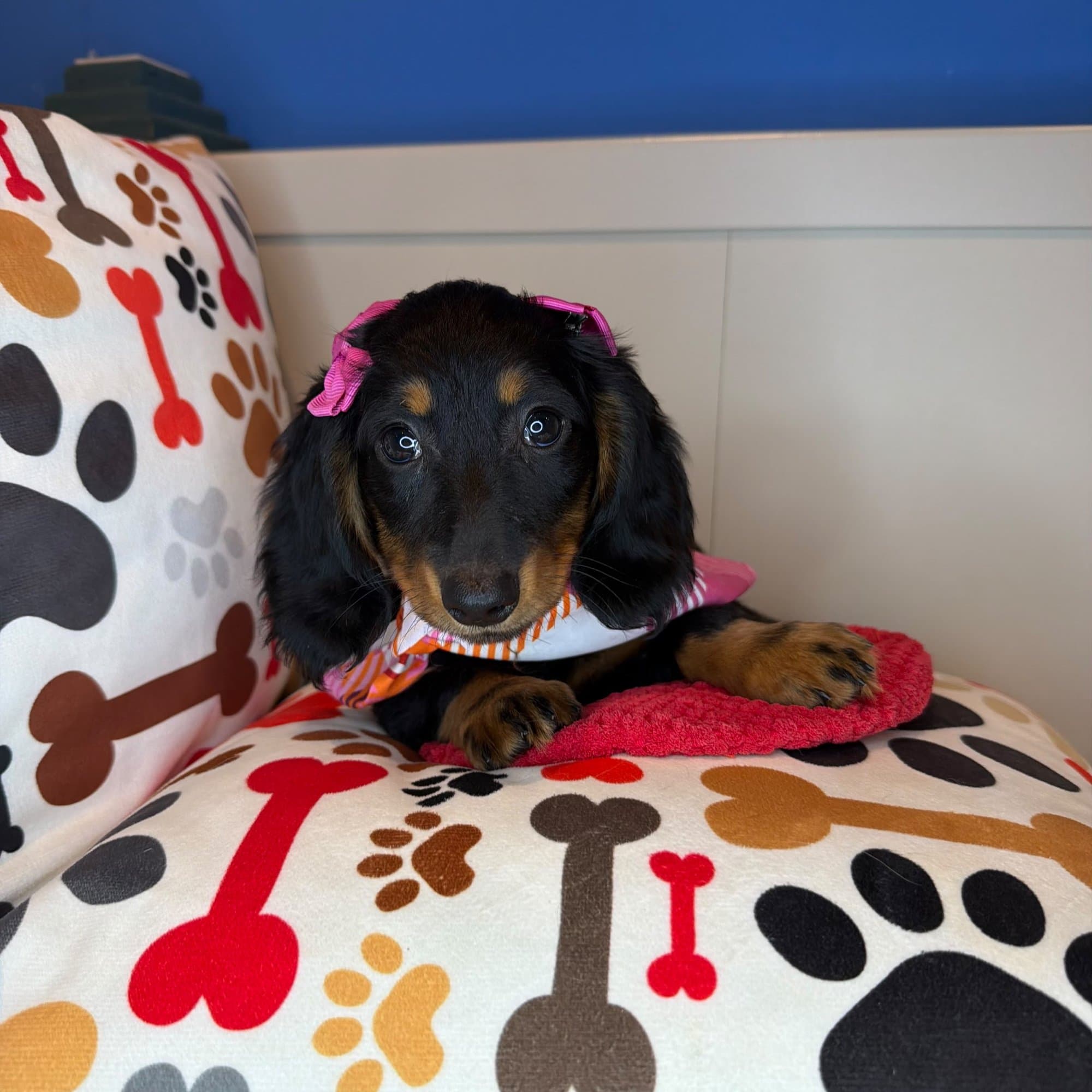 Sierra, Dachshund puppy