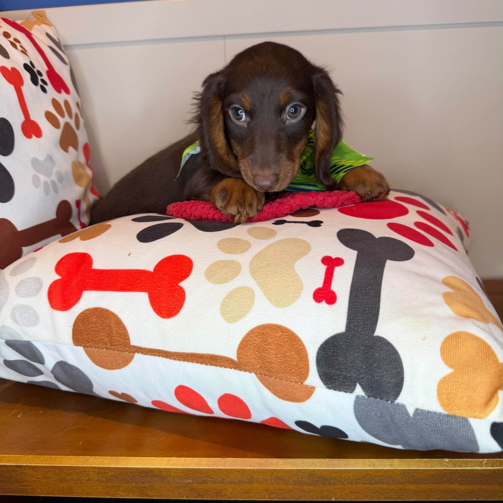 Nimbus, Dachshund puppy