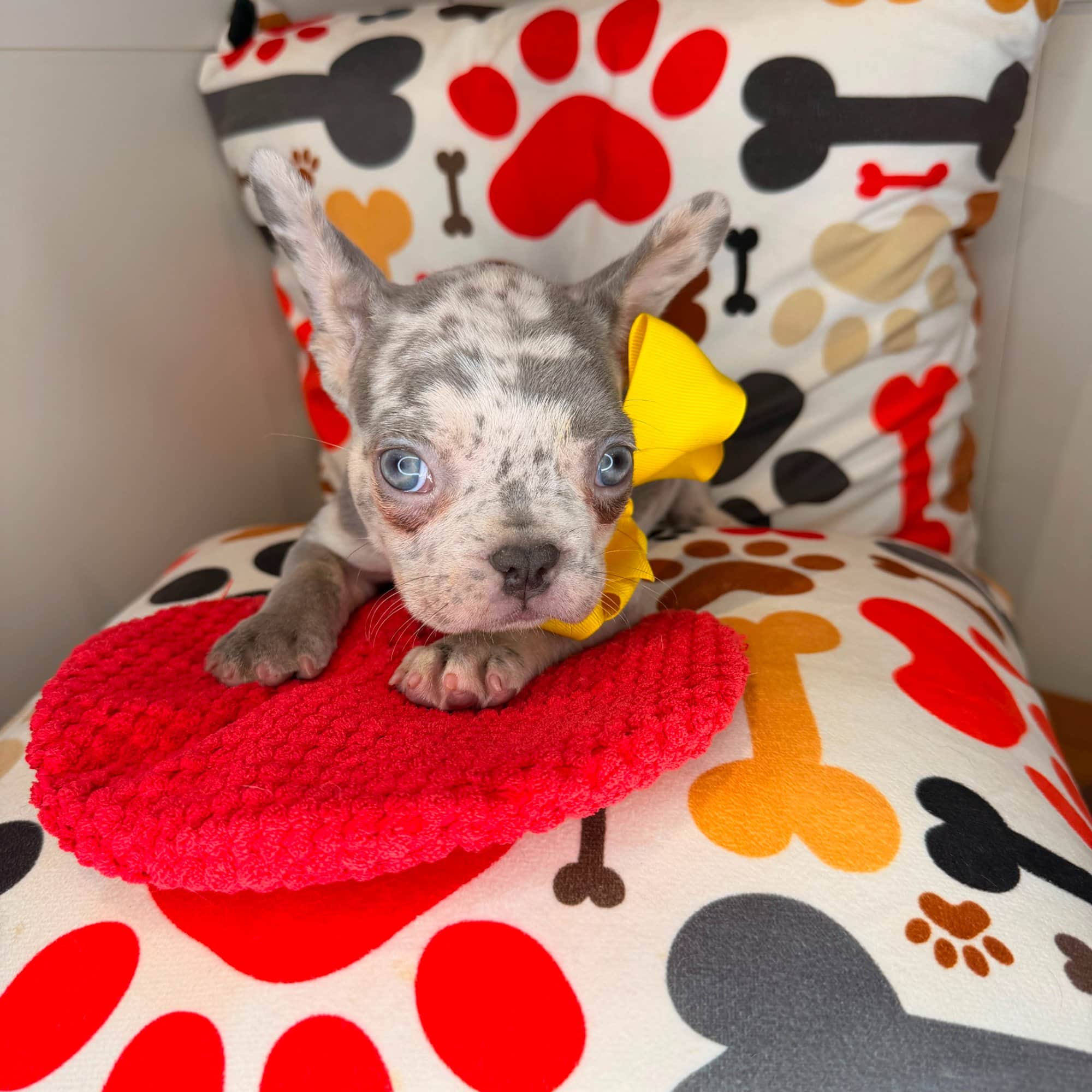 Isla, French Bulldog puppy