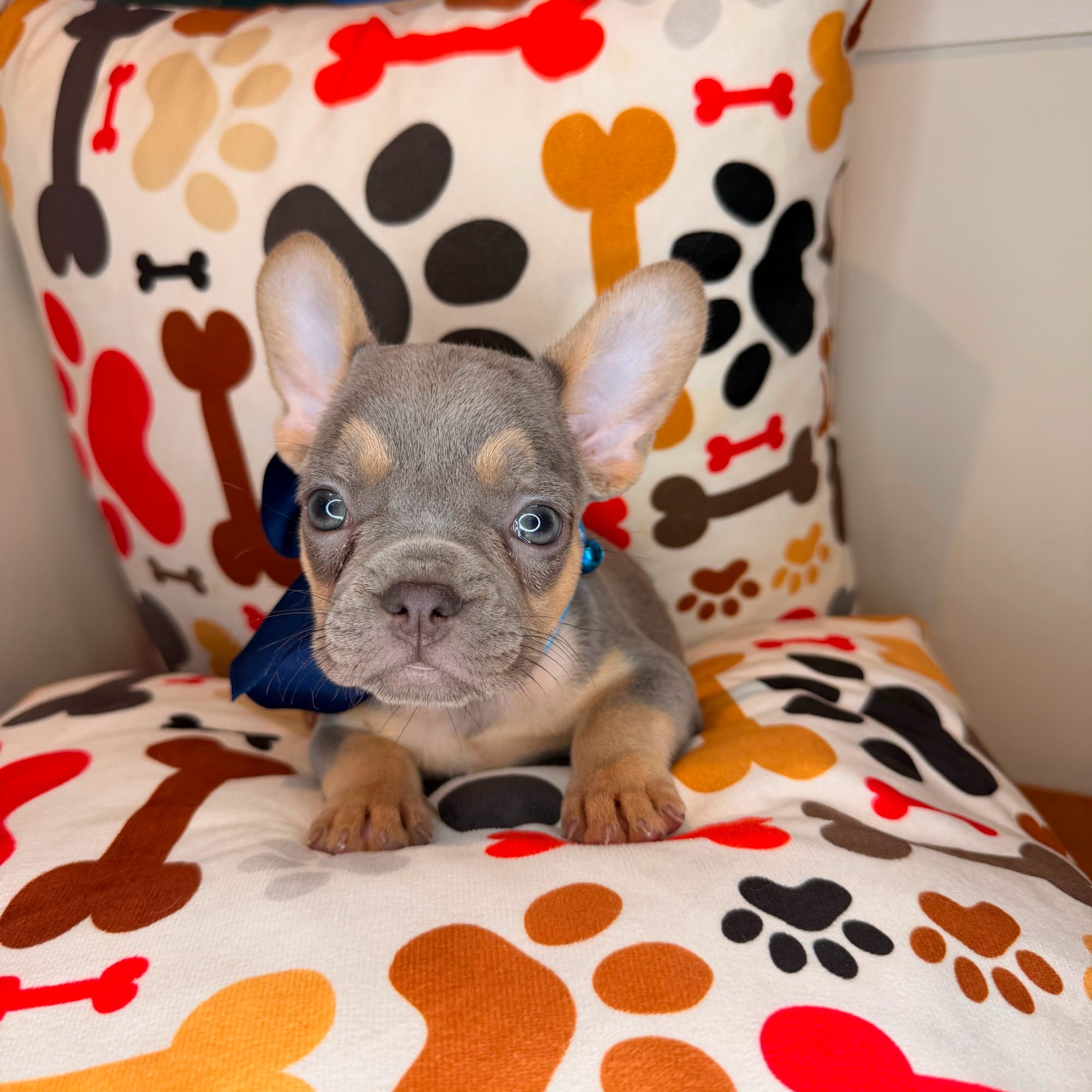 Tazzie, French Bulldog puppy
