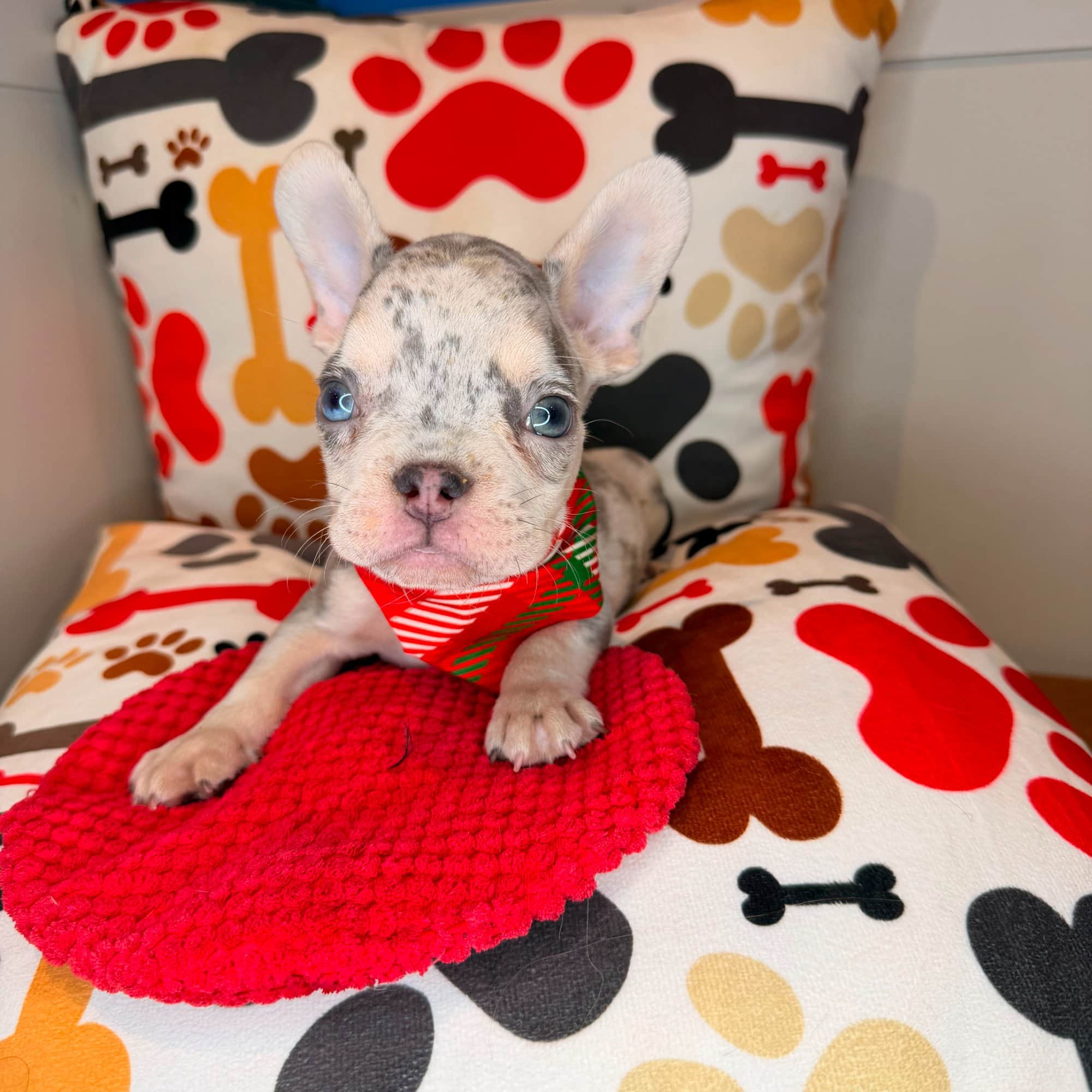 Hennessy, French Bulldog puppy
