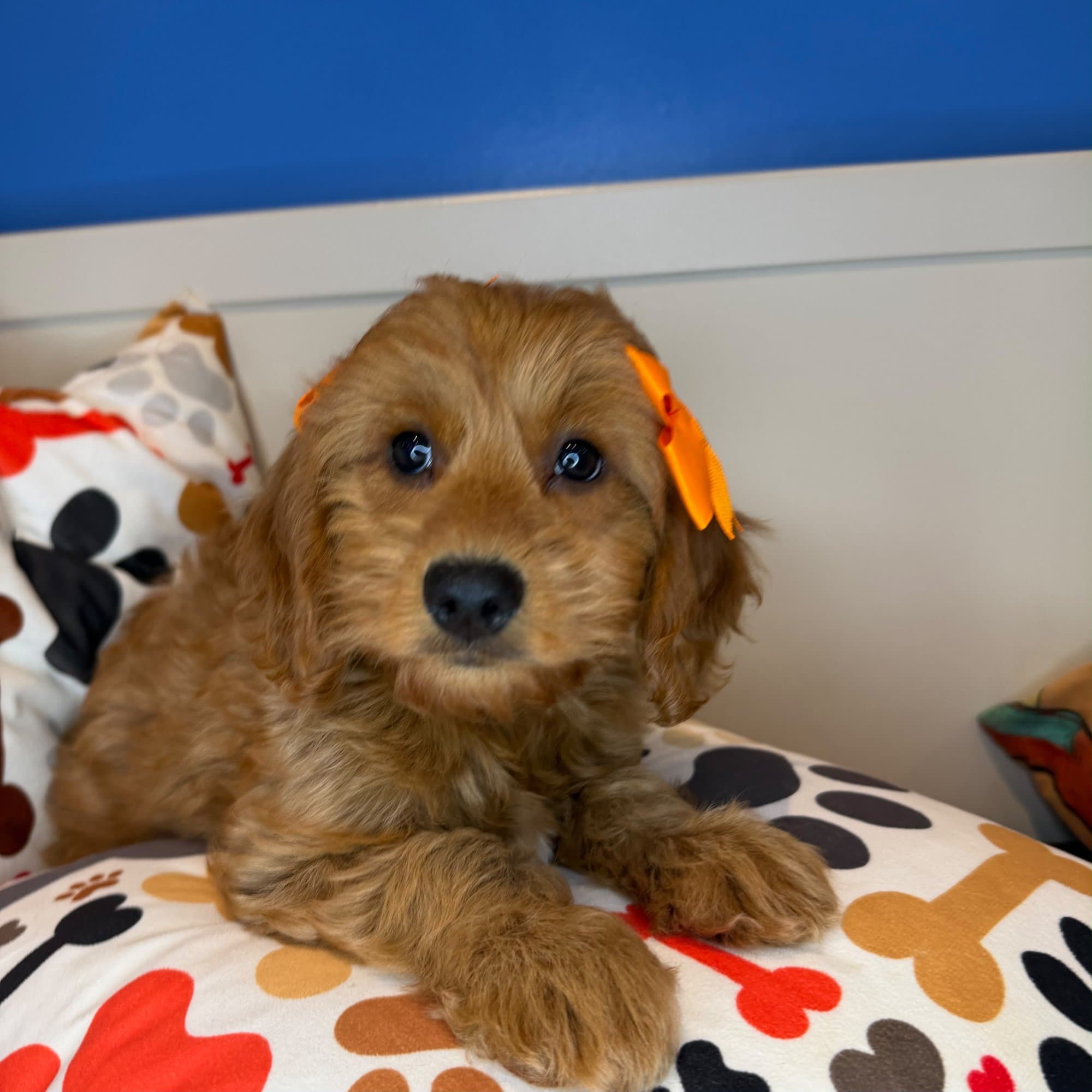 Juniper, Goldendoodle puppy