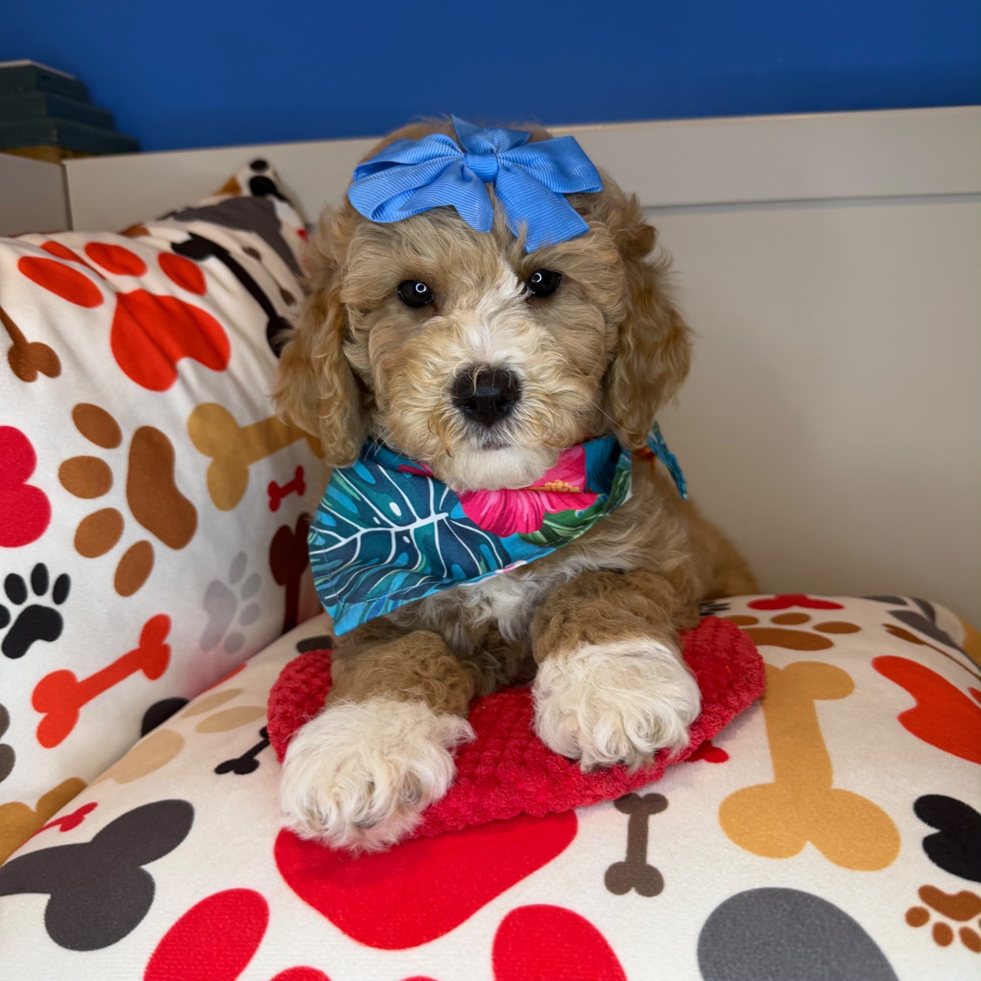 Stormie, Goldendoodle puppy