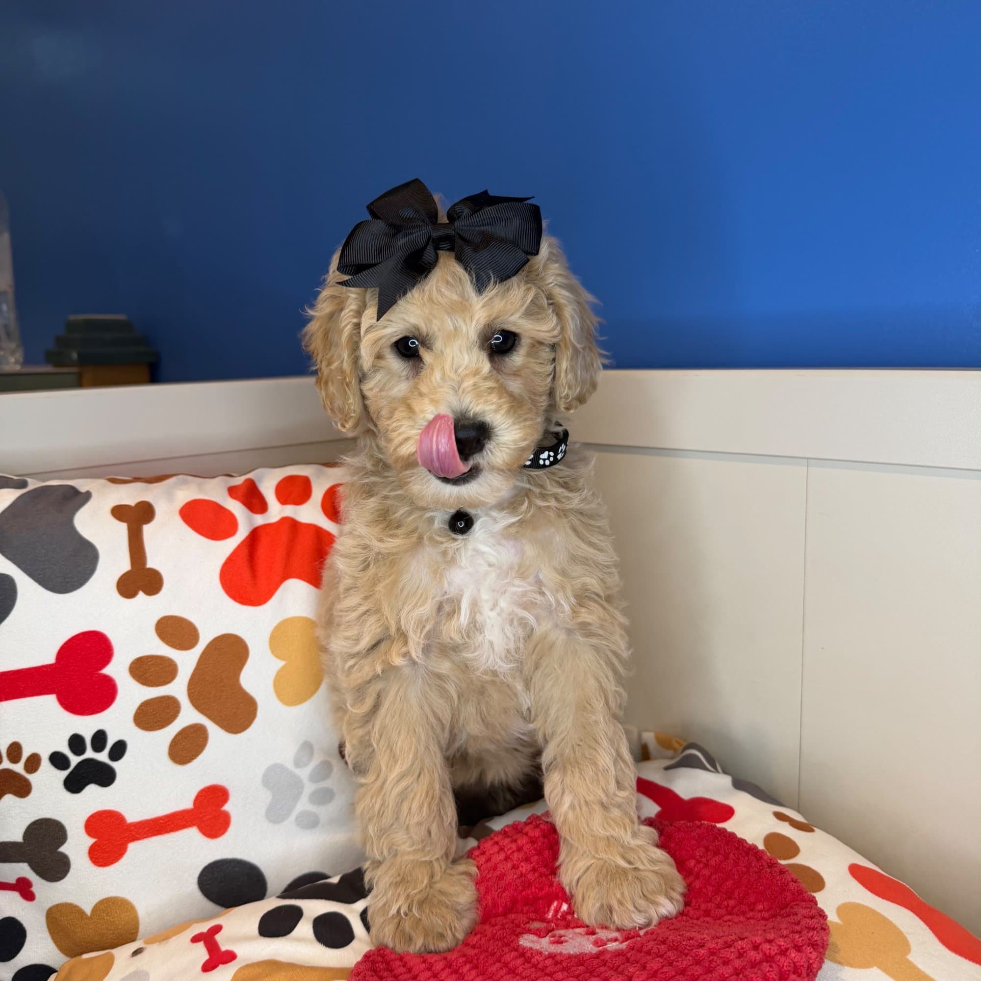 Nibbles, Goldendoodle puppy