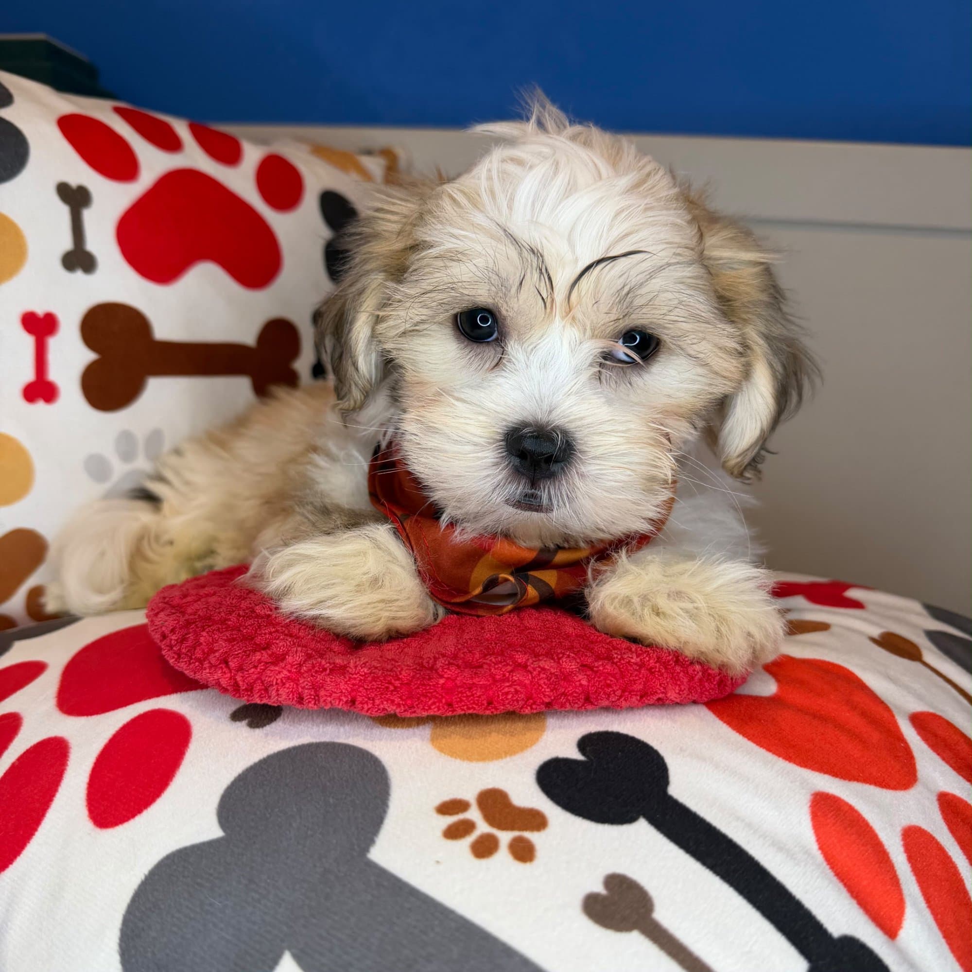 Rasputin, Malshi puppy