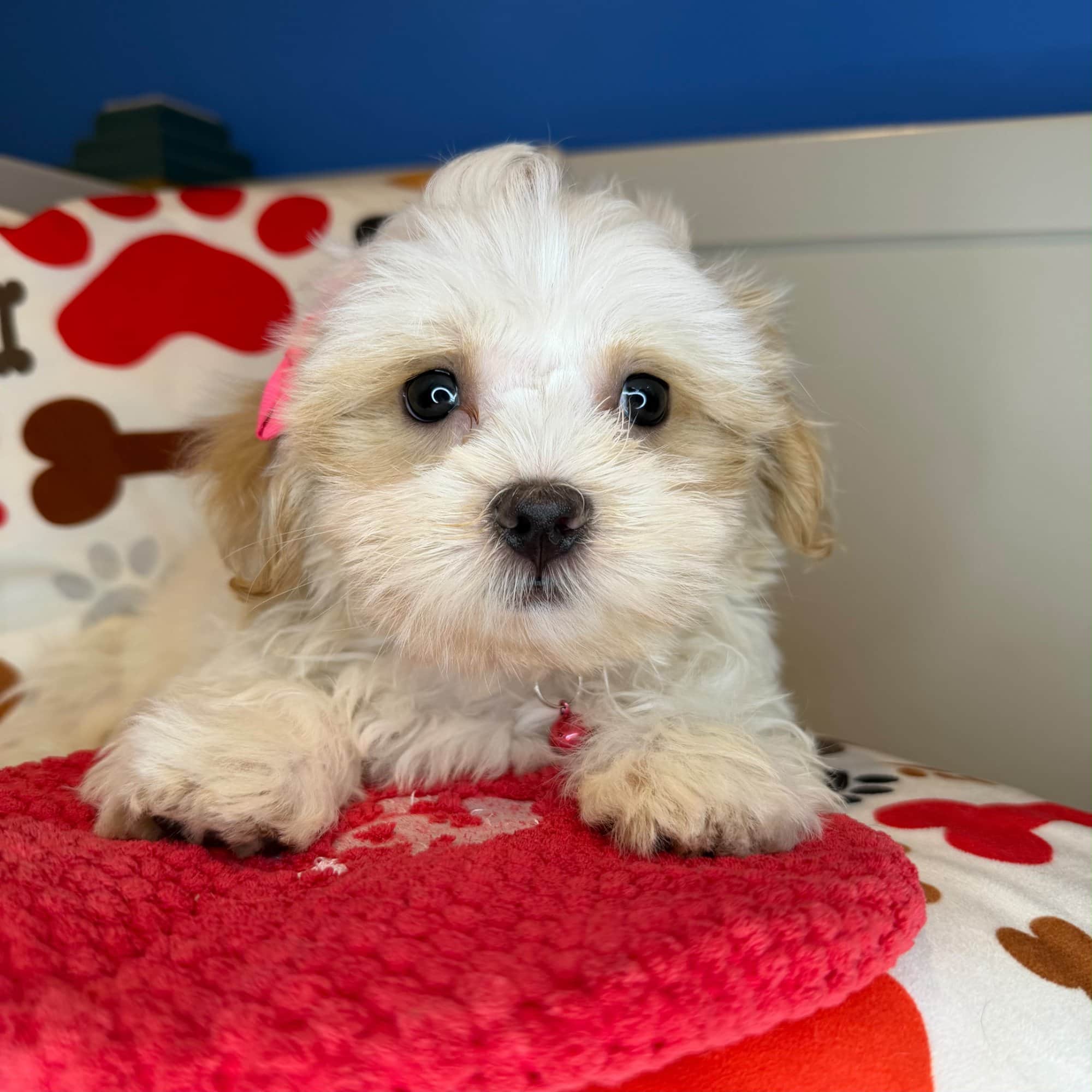 Azula, Malshi puppy