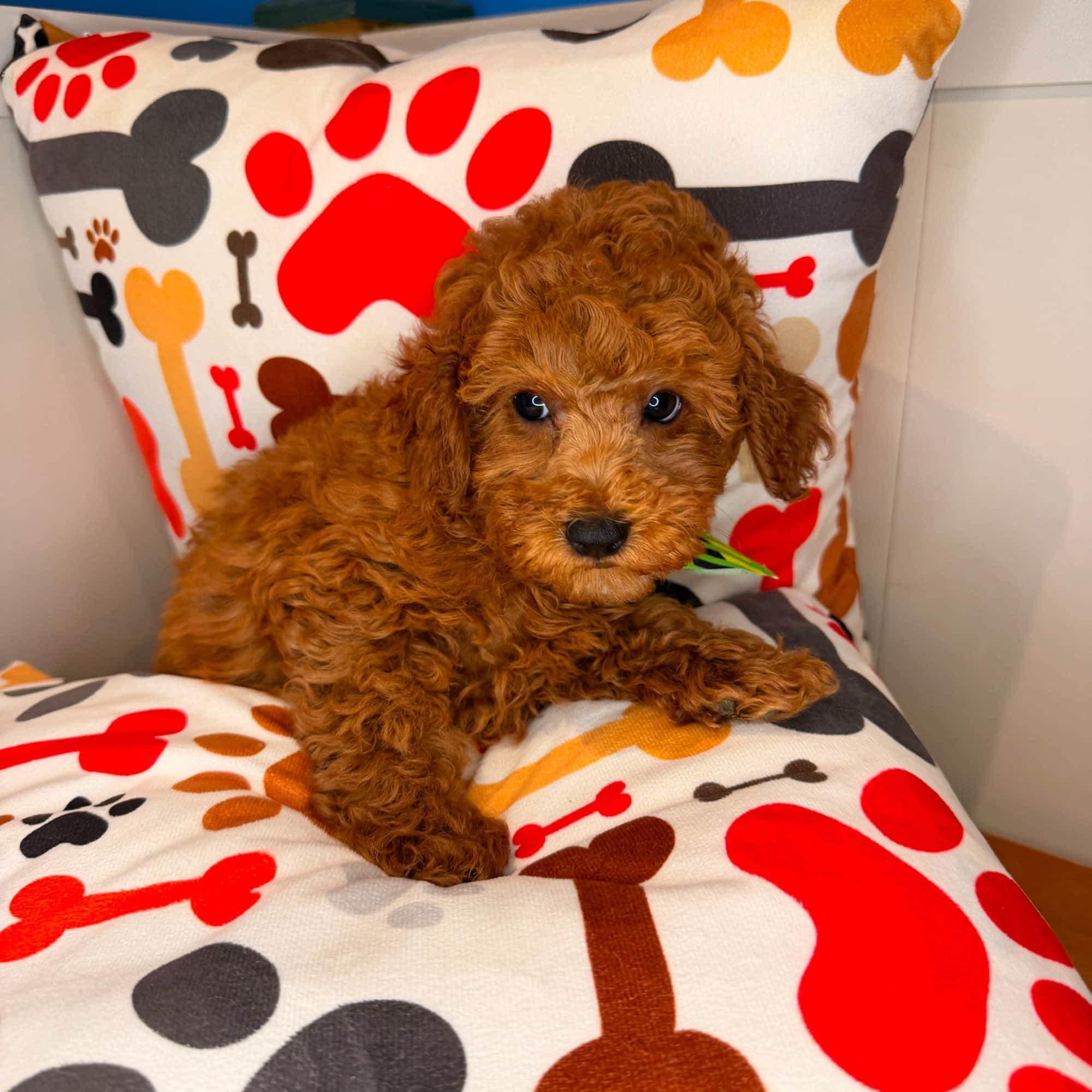 Cedar, Poodle puppy