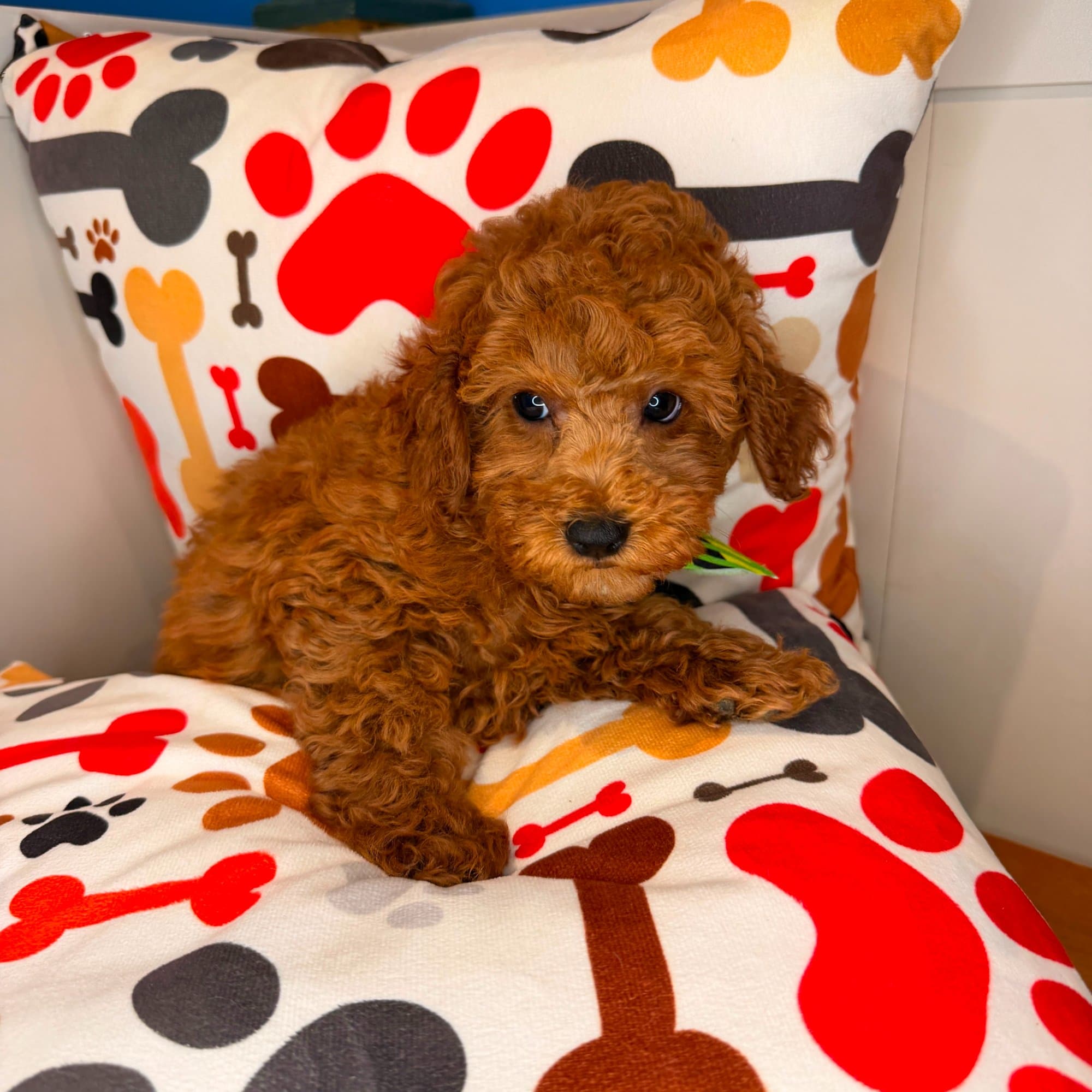 Cedar, Poodle puppy