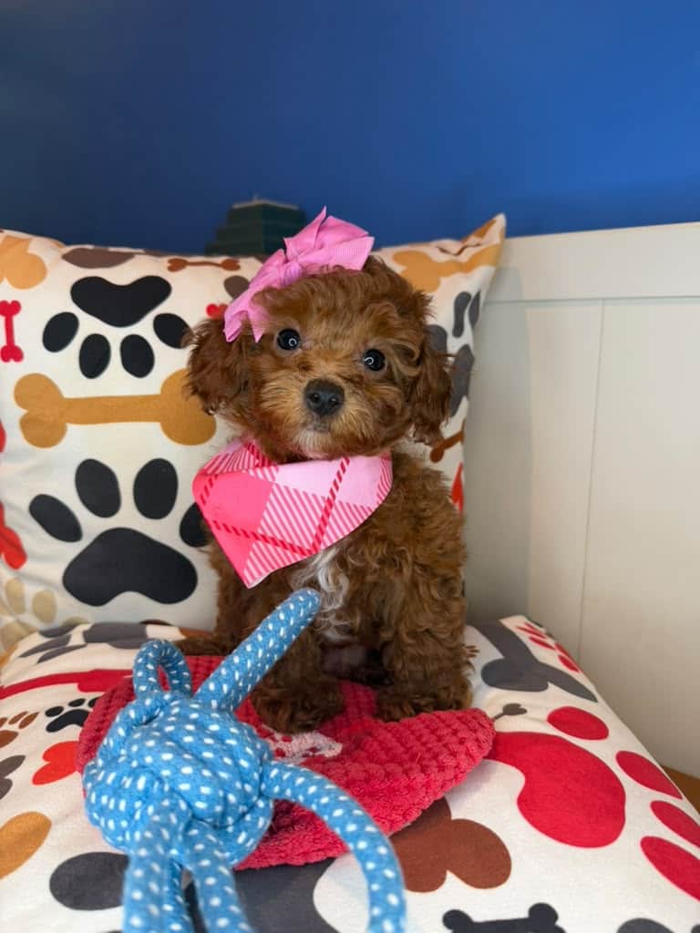 Justine, Poodle puppy
