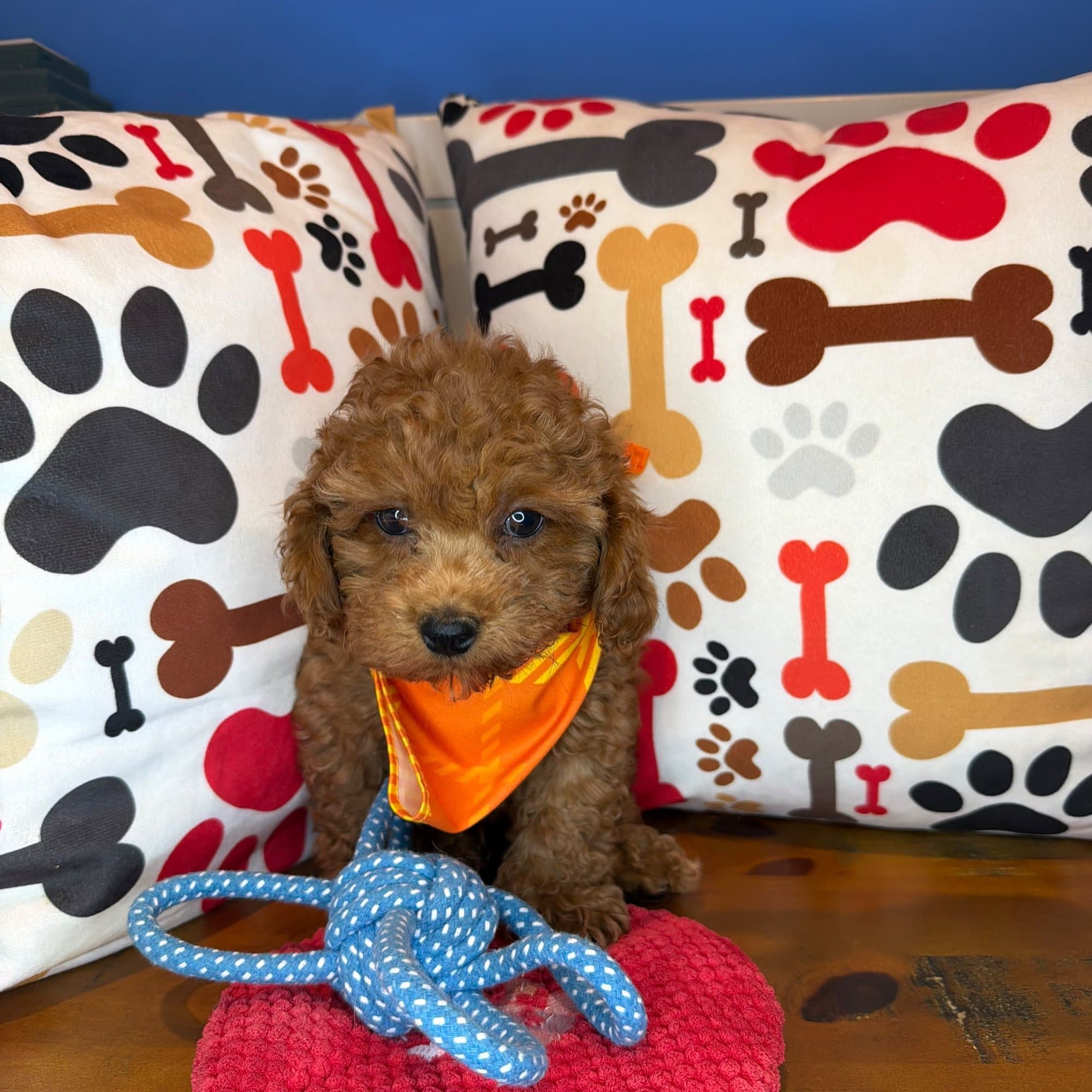 James, Poodle puppy