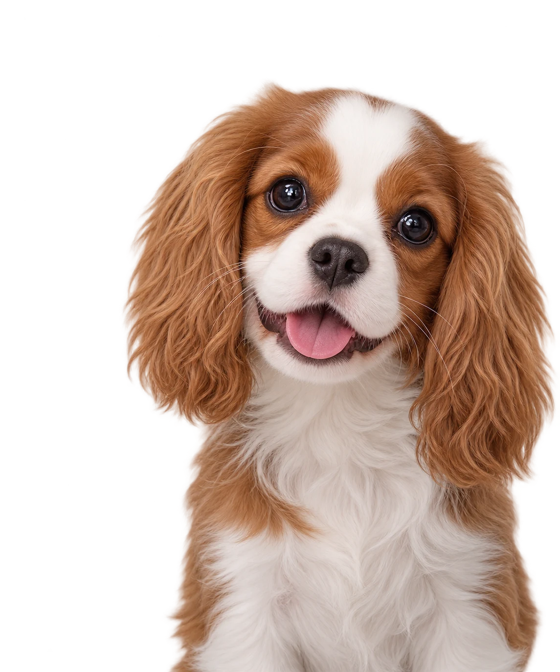 A Cavalier King Charles Spaniel puppy