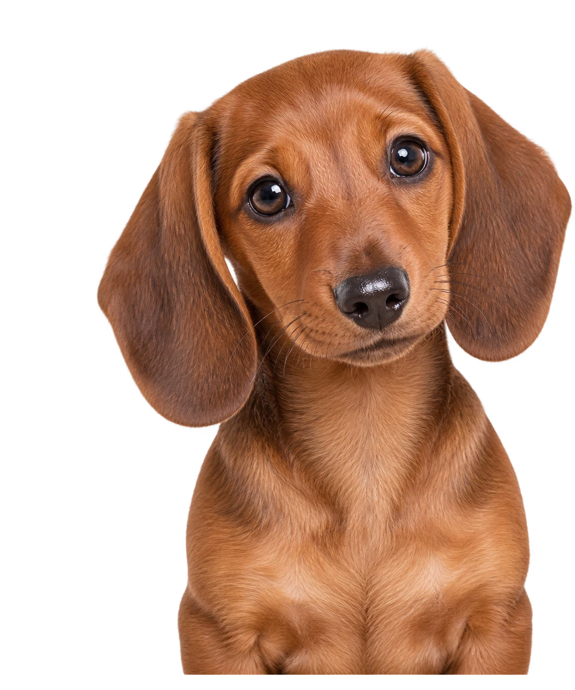 A Dachshund puppy