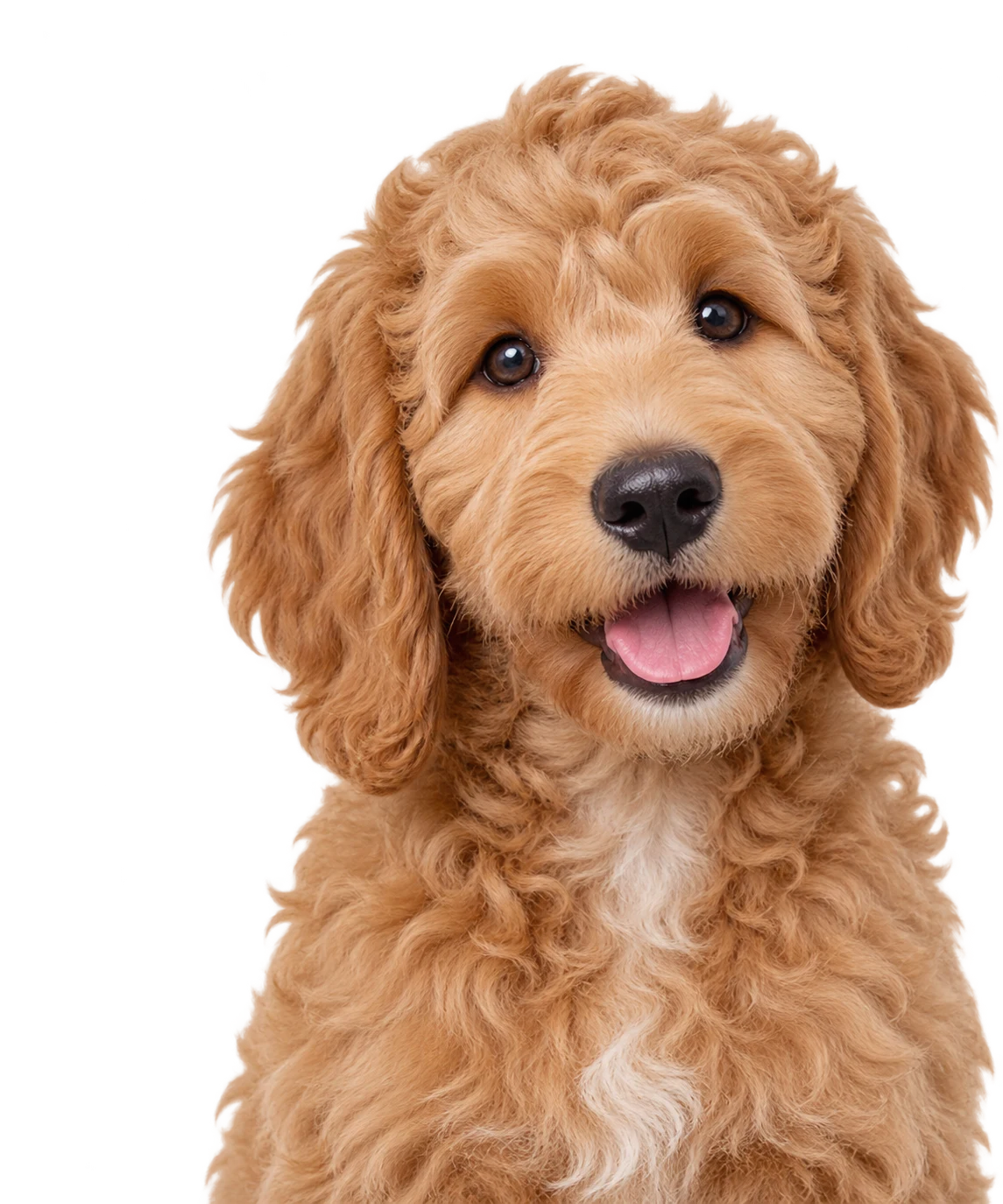 A Goldendoodle puppy