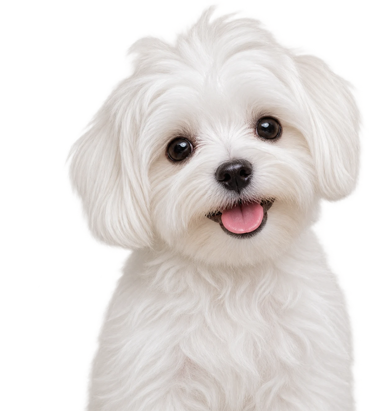 A Maltese puppy