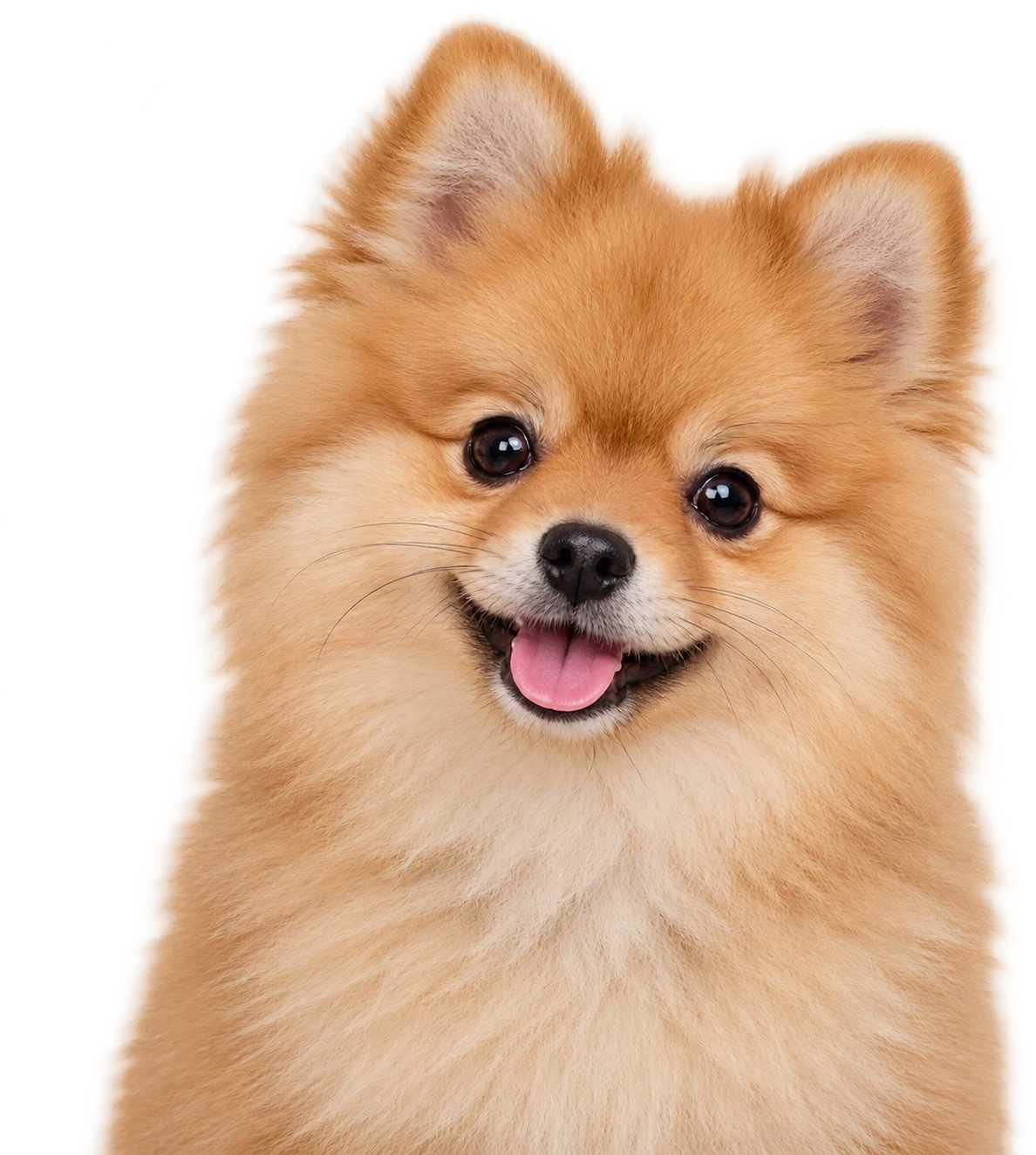 A Pomeranian puppy
