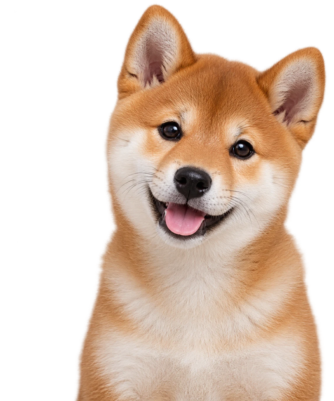 A Shiba Inu puppy