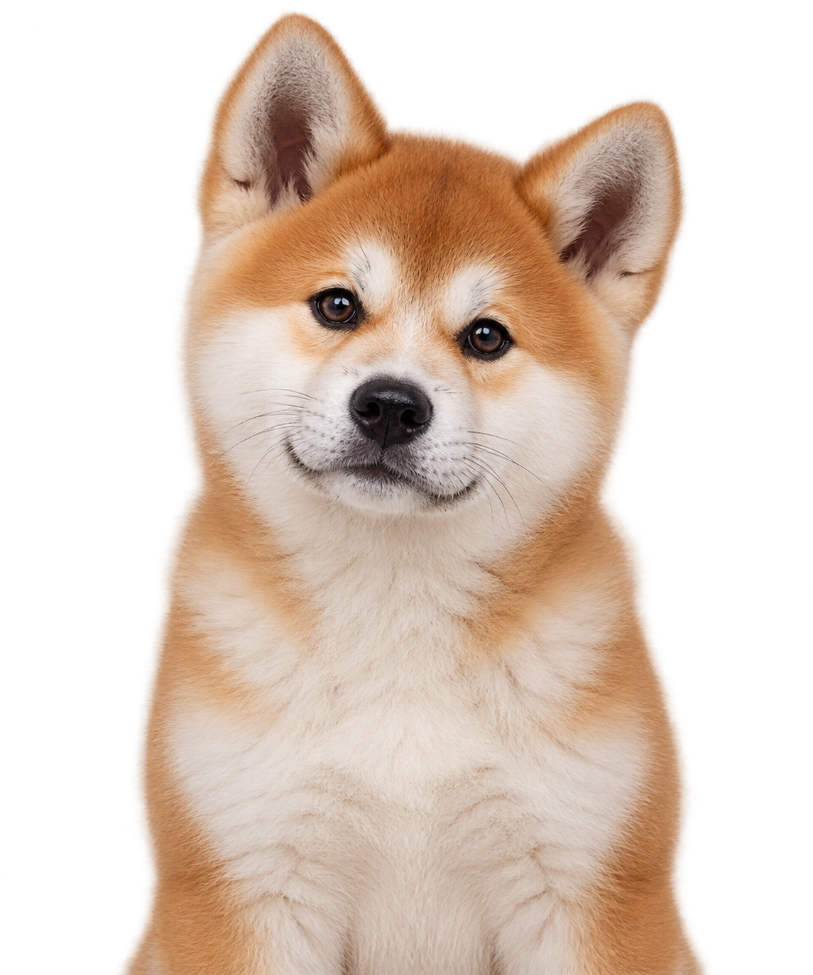 A Akita puppy