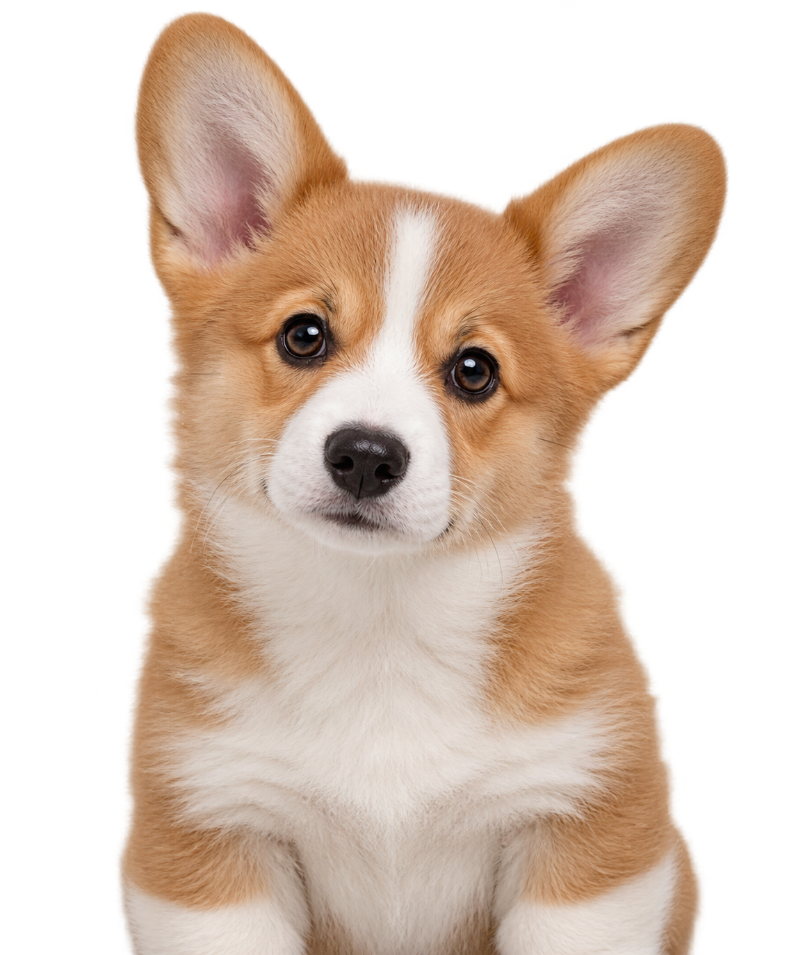 A American Corgi puppy