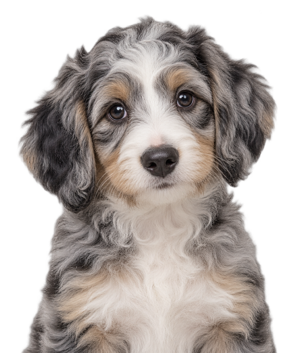 A Aussiedoodle puppy