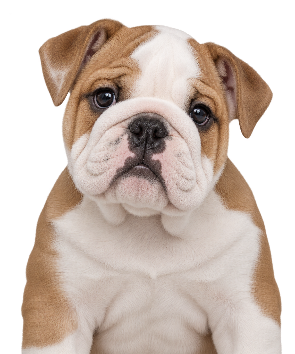 A English Bulldog puppy