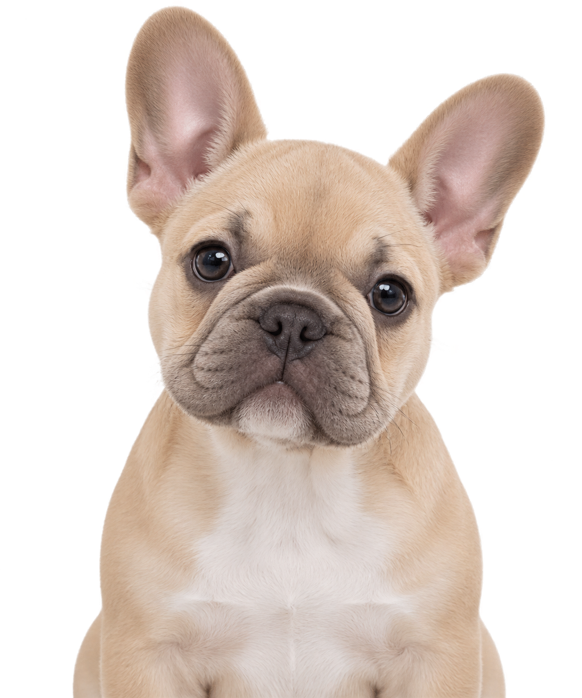 A French Bulldog puppy