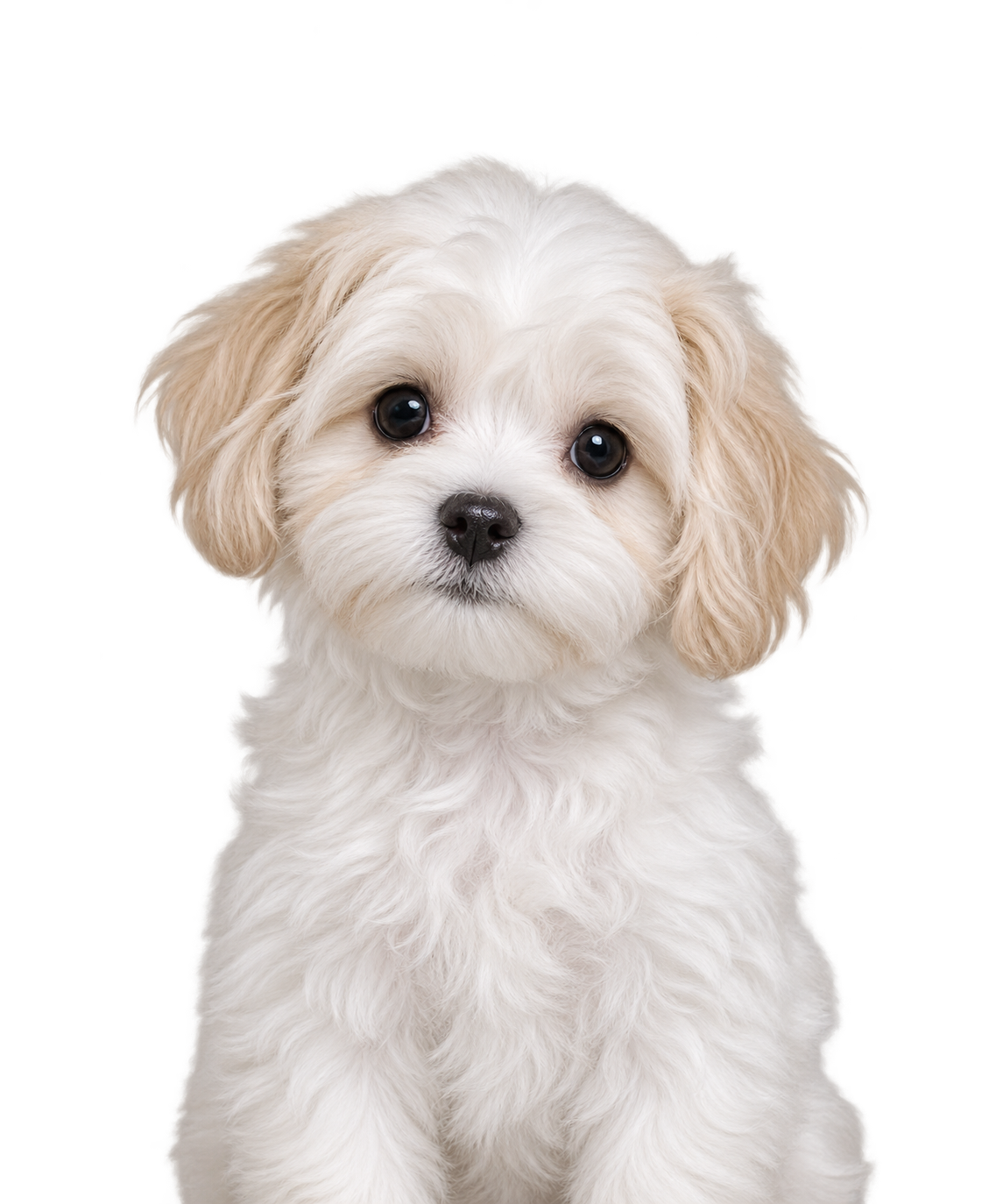 A Malshi puppy