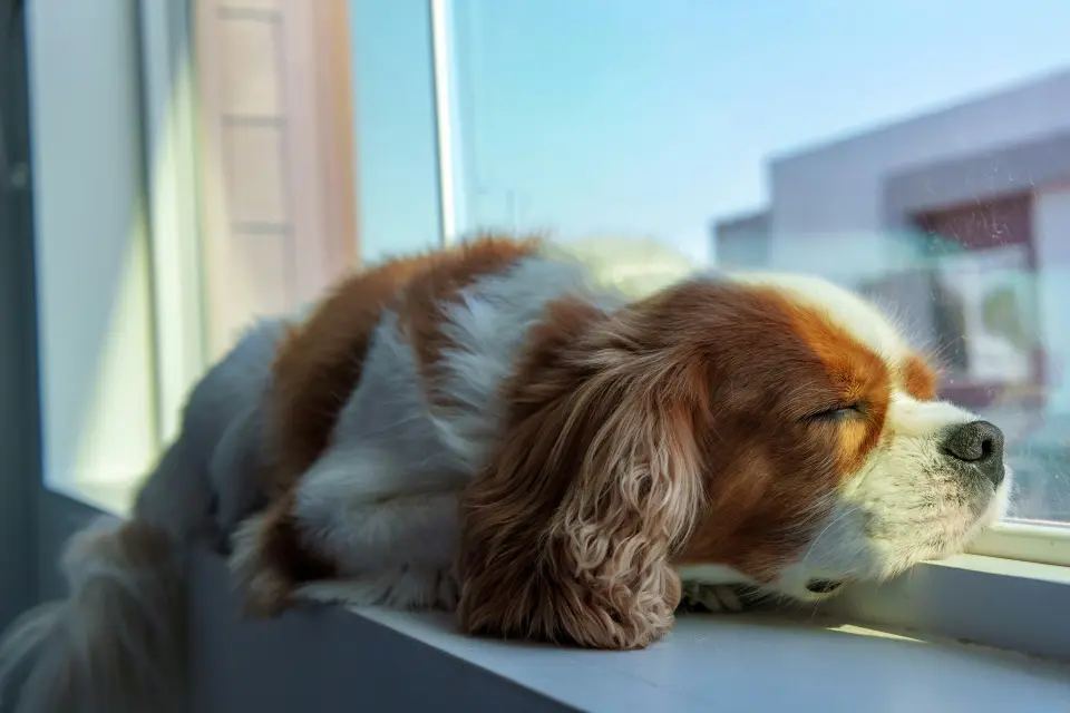 Calm & Cuddly puppies