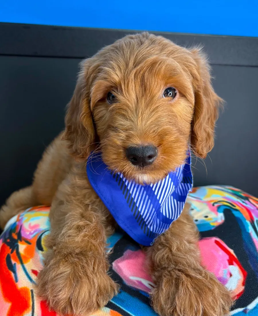 Golden puppy looking at the camera
