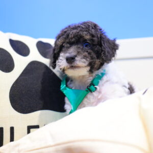 Hue Toy Poodle Video