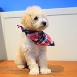 Keith Toy Poodle 01