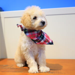 Keith Toy Poodle 01