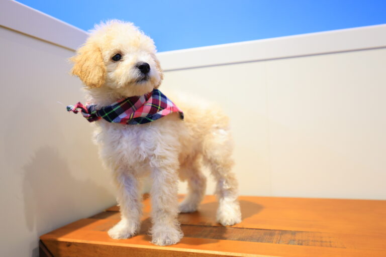 Keith Toy Poodle 02