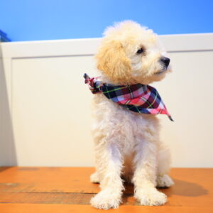 Keith Toy Poodle 03