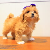 North West Shihpoo Video