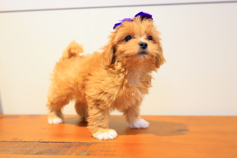 North West Shihpoo Video