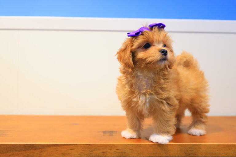 North West Shihpoo 03