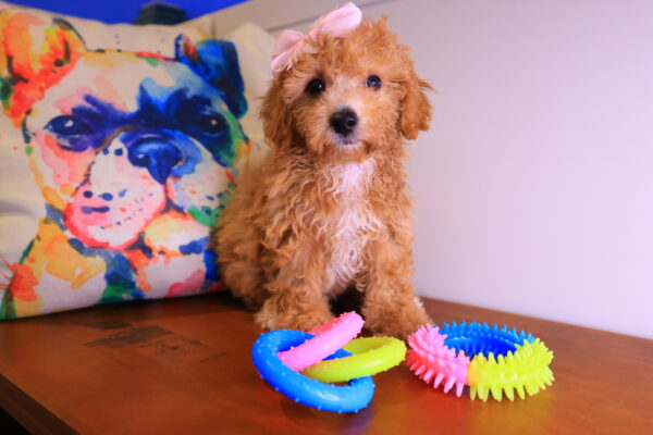 Clementina Toy Poodle 01