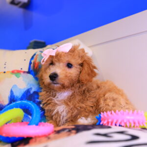 Clementina Toy Poodle 03
